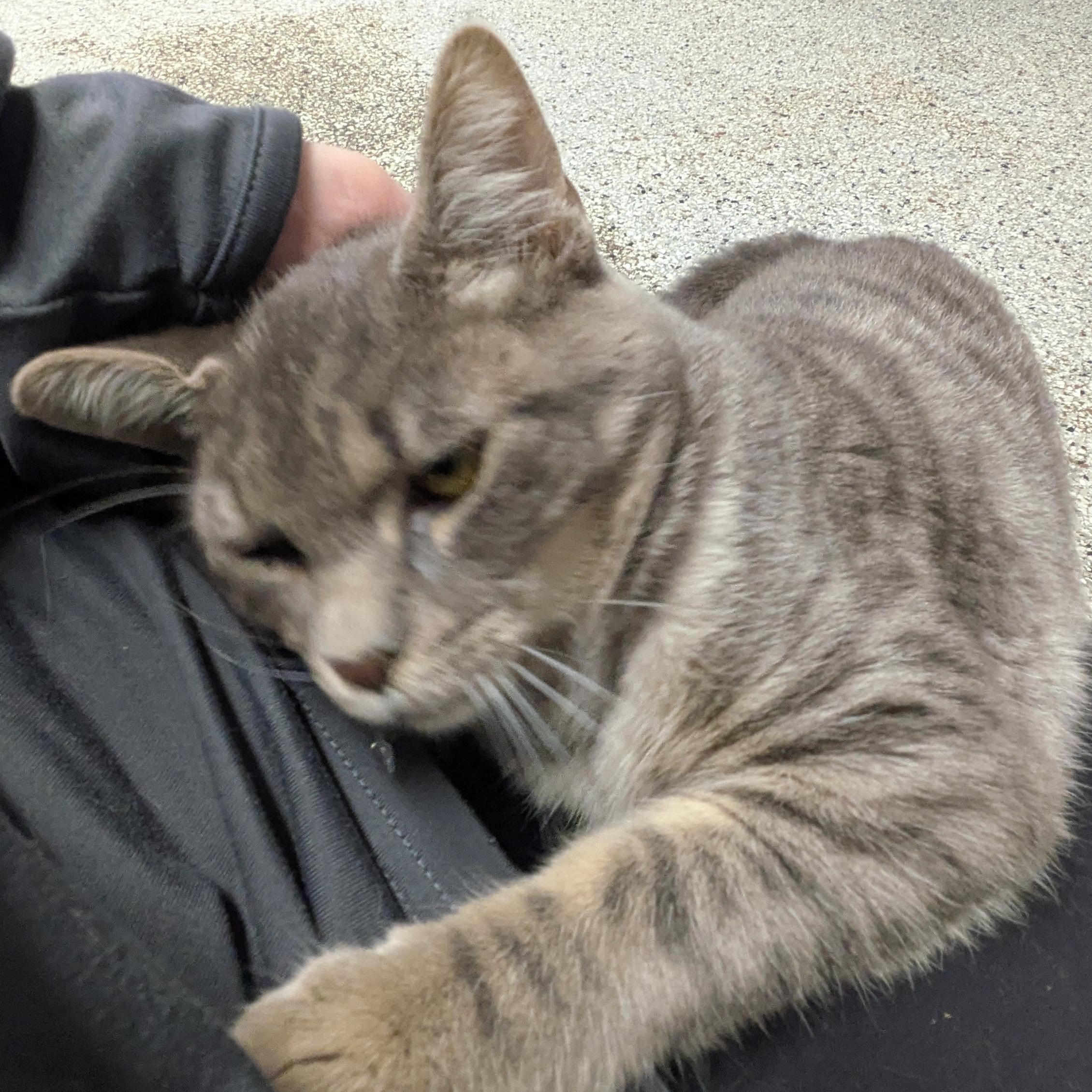 Enlarge Princess Puff, a Adoptable mixed breed in Mount Pleasant, MI image 1/3