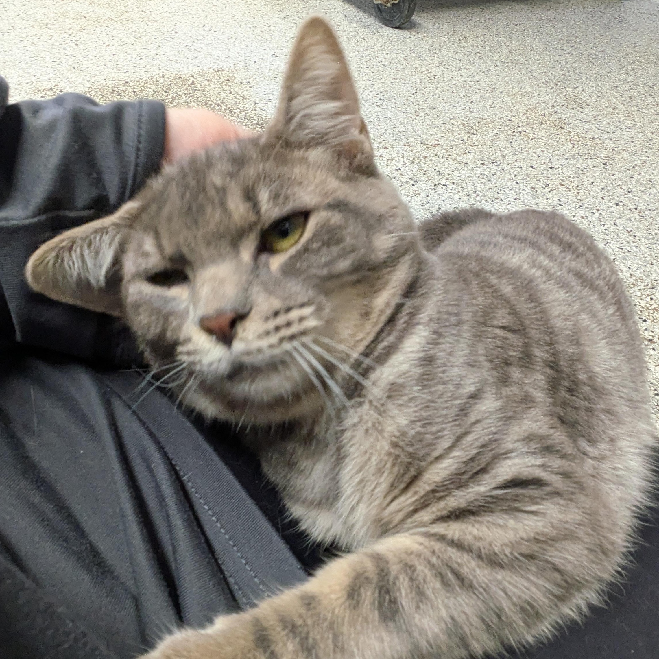 Enlarge Princess Puff, a Adoptable mixed breed in Mount Pleasant, MI image 3/3