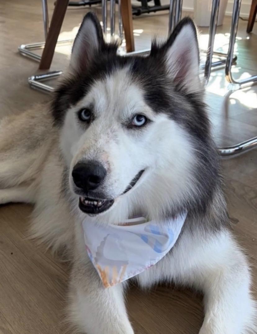 Enlarge Syber, a Adoptable Husky in Philadelphia, PA image 3/3