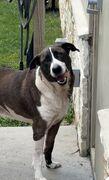 Dudley, Adoptable, Adult Male Mixed Breed.