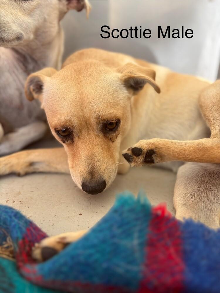 Scottie, Adoptable, Adult Male Italian Greyhound & Chihuahua.