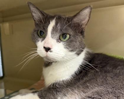 Luna, a Adoptable Domestic Short Hair in Virginia Beach, VA image 2/3