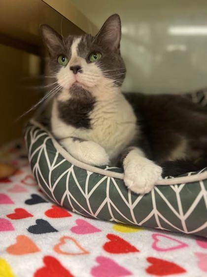 Luna — thumbnail 3