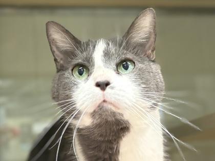 Enlarge Luna, a Adoptable Domestic Short Hair in Virginia Beach, VA image 1/1