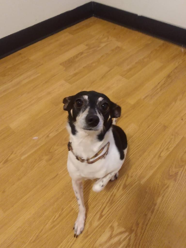 JAX, Adopted, Senior Male Rat Terrier.