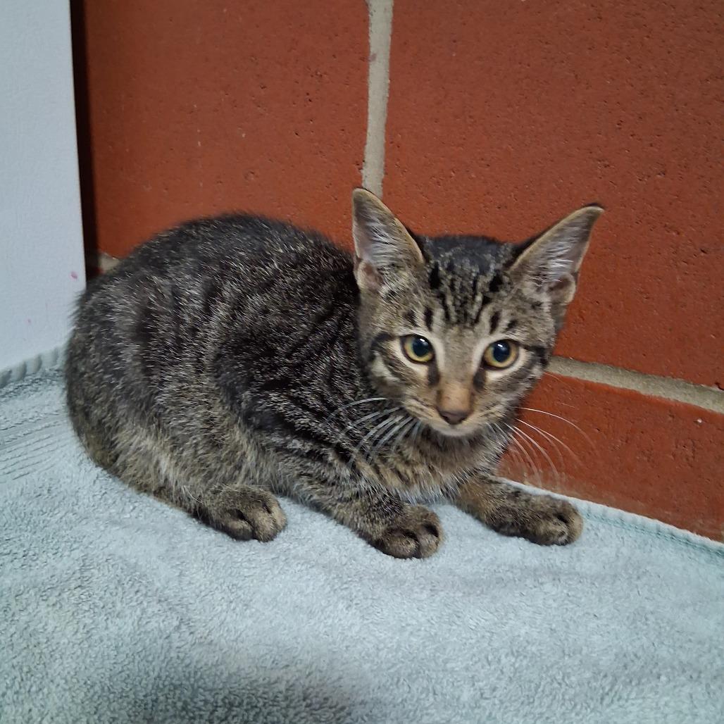 Beetlejuice, Adoptable, Kitten Male Domestic Short Hair.