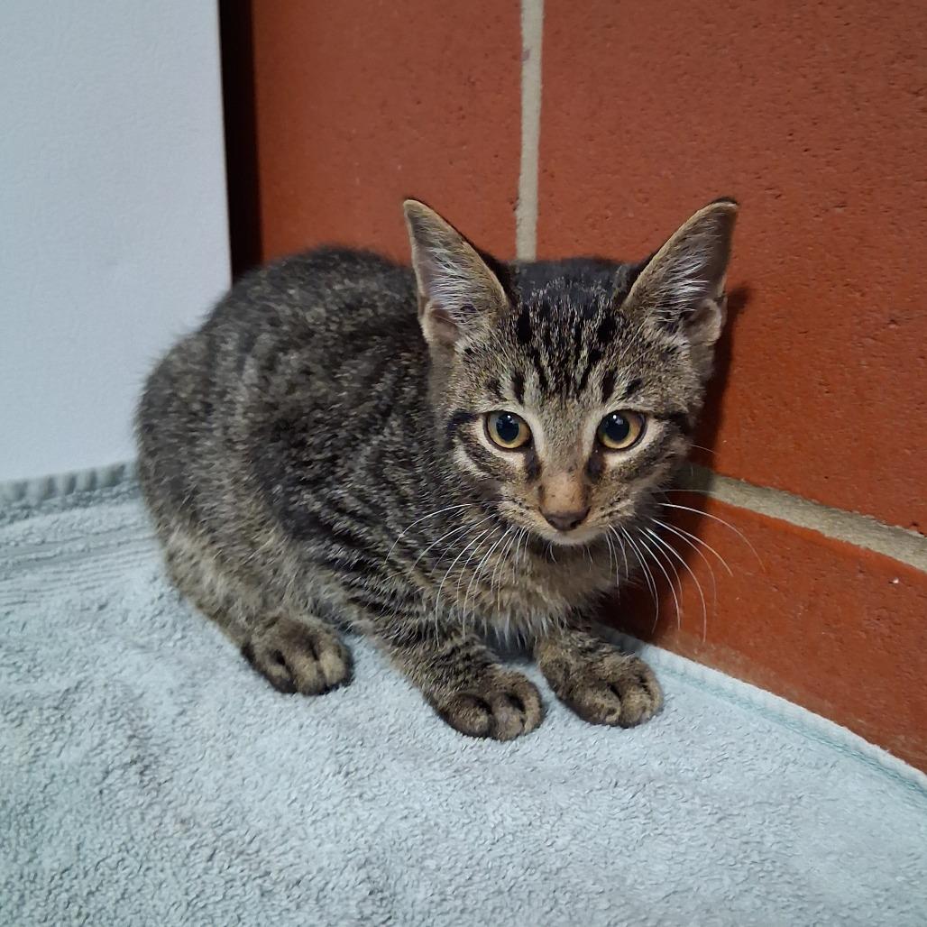 Enlarge Beetlejuice, a Adoptable Domestic Short Hair in Cabot, AR image 2/2