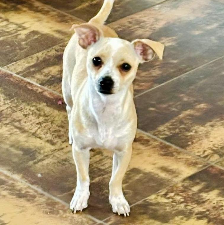 Lily, Adopted, Young Female Chihuahua & Mixed Breed.