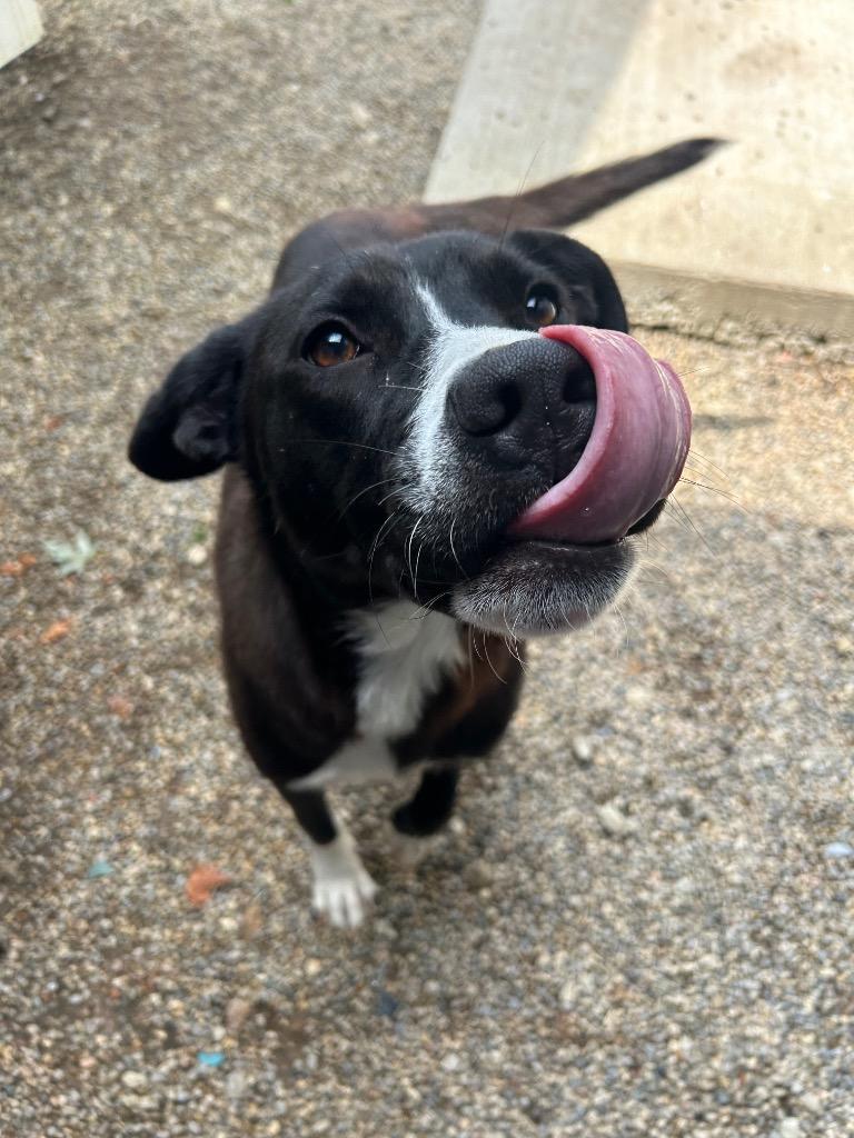 Nori, Adoptable, Young Female Collie & Labrador Retriever.