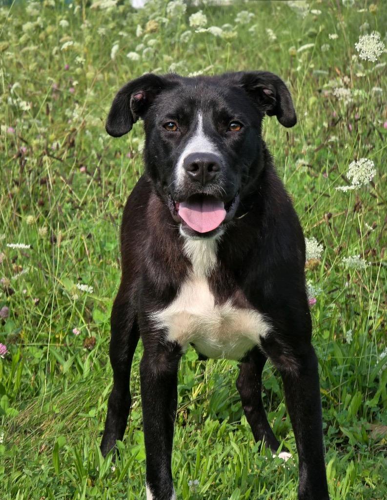 Enlarge Nori, a Adoptable mixed breed in Huntington, IN image 2/2