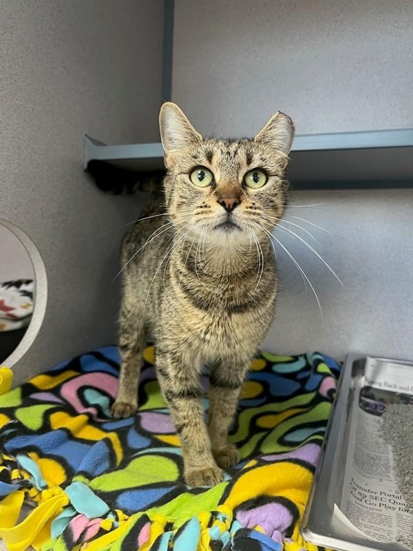 Enlarge Felicity, a Adoptable mixed breed in Skillman, NJ image 1/4