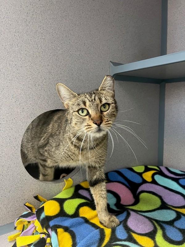 Enlarge Felicity, a Adoptable mixed breed in Skillman, NJ image 2/4