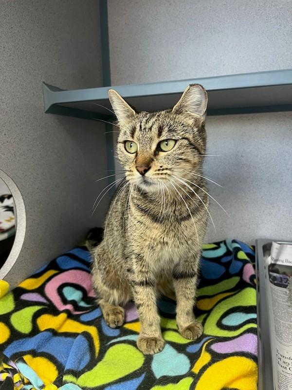 Enlarge Felicity, a Adoptable mixed breed in Skillman, NJ image 3/4