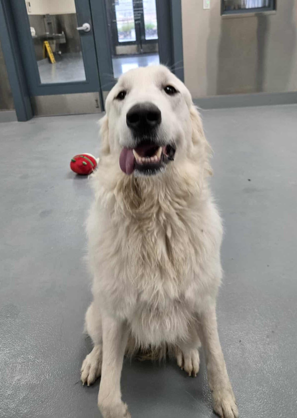 Ivory, Adopted, Adult Female Great Pyrenees.