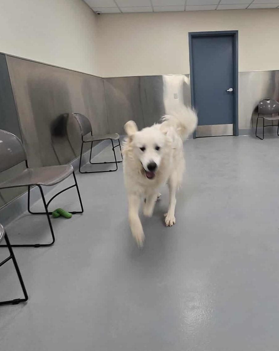 Enlarge Ivory, a Adopted Great Pyrenees in Silver Springs, NV image 2/5