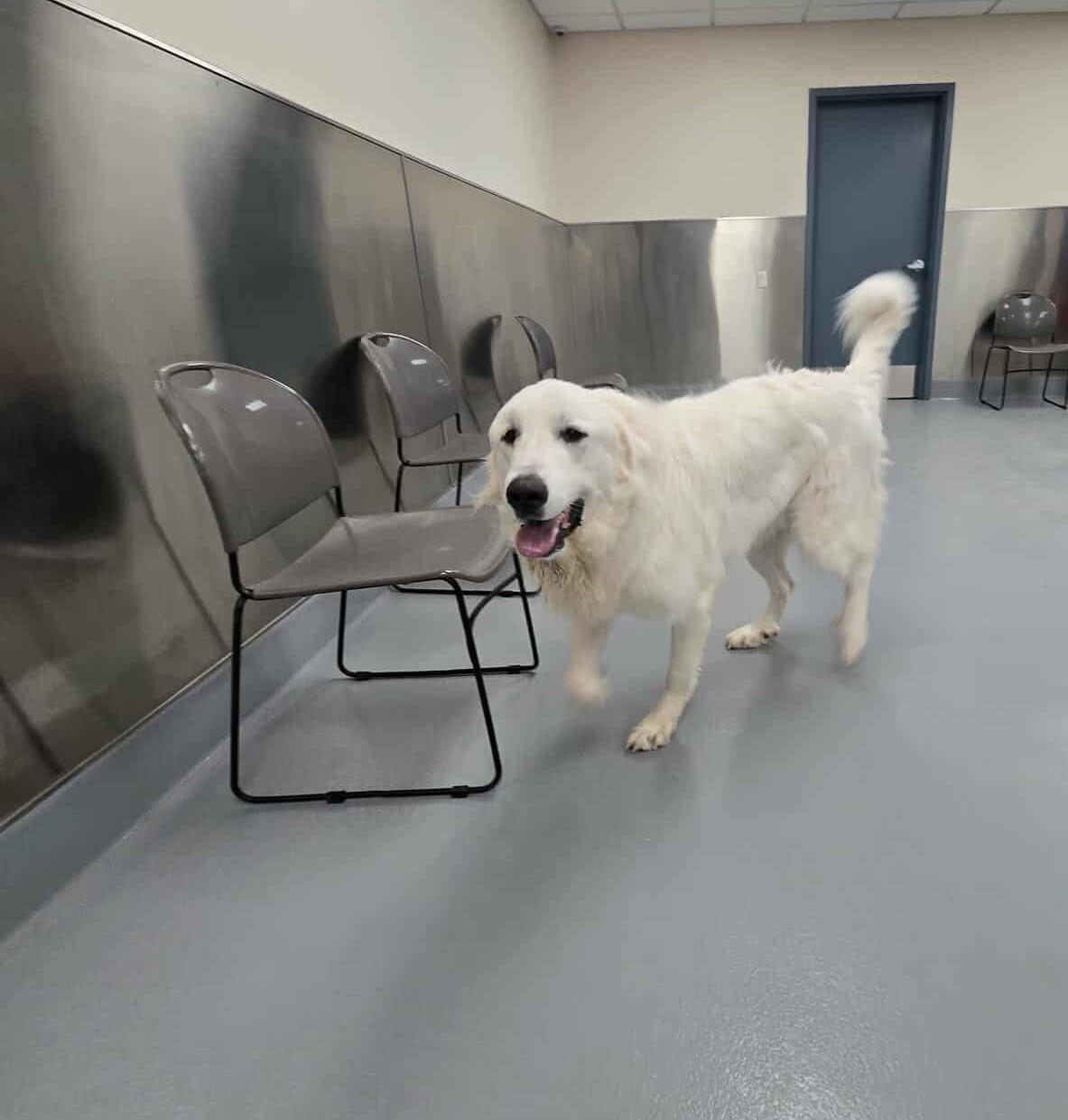Enlarge Ivory, a Adopted Great Pyrenees in Silver Springs, NV image 3/5