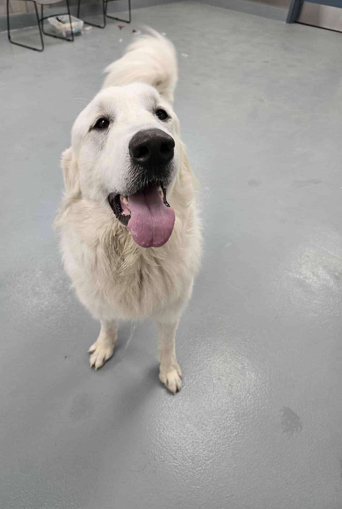 Enlarge Ivory, a Adopted Great Pyrenees in Silver Springs, NV image 4/5