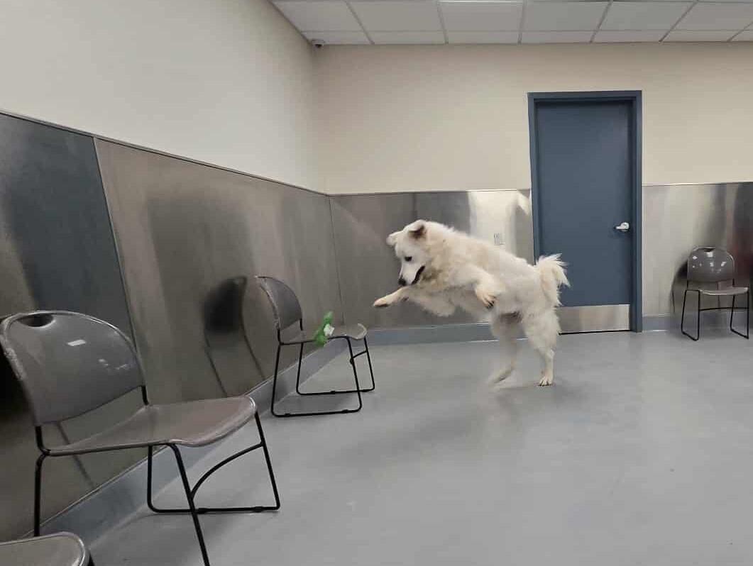Enlarge Ivory, a Adopted Great Pyrenees in Silver Springs, NV image 5/5