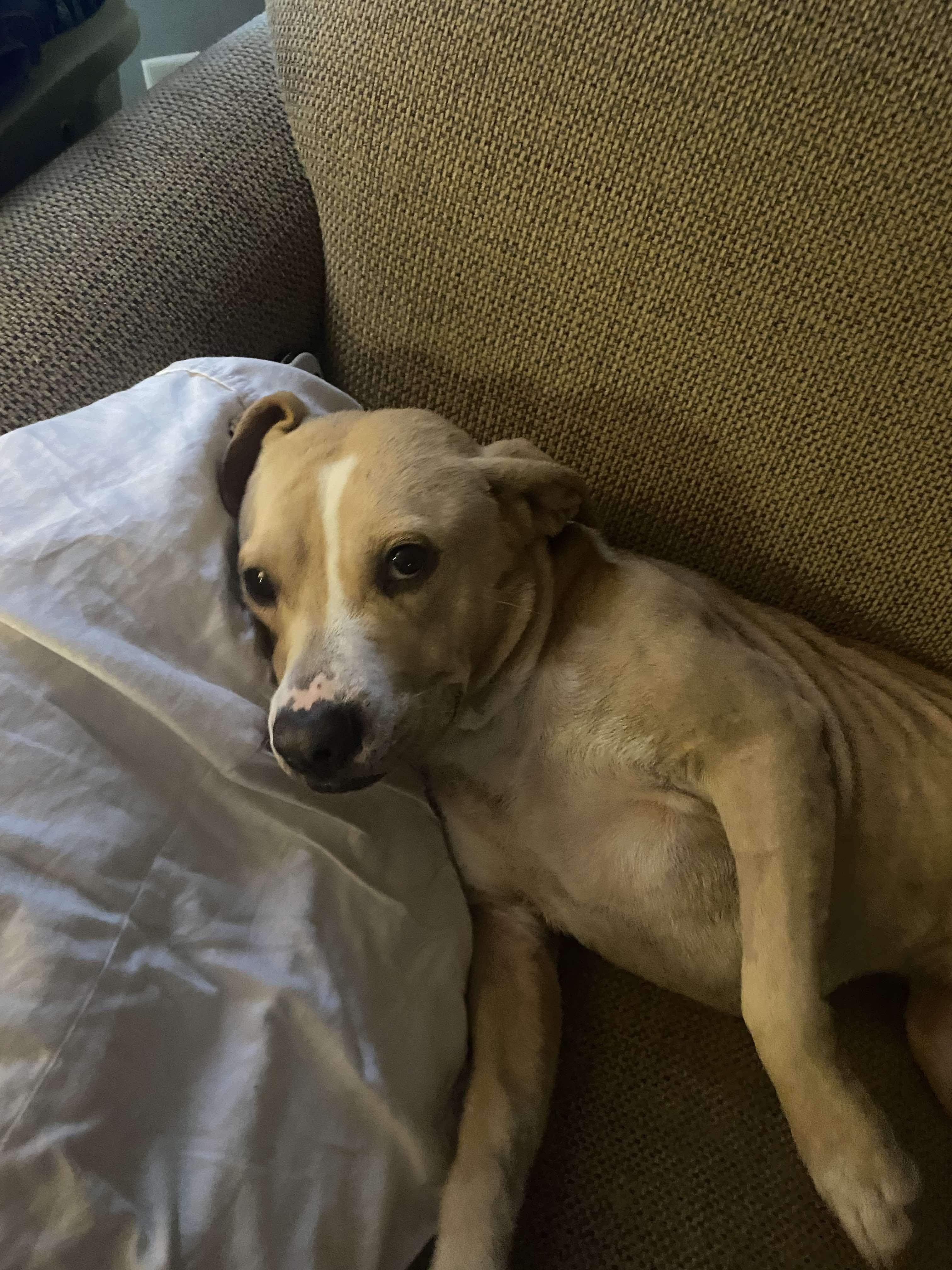 Buddy