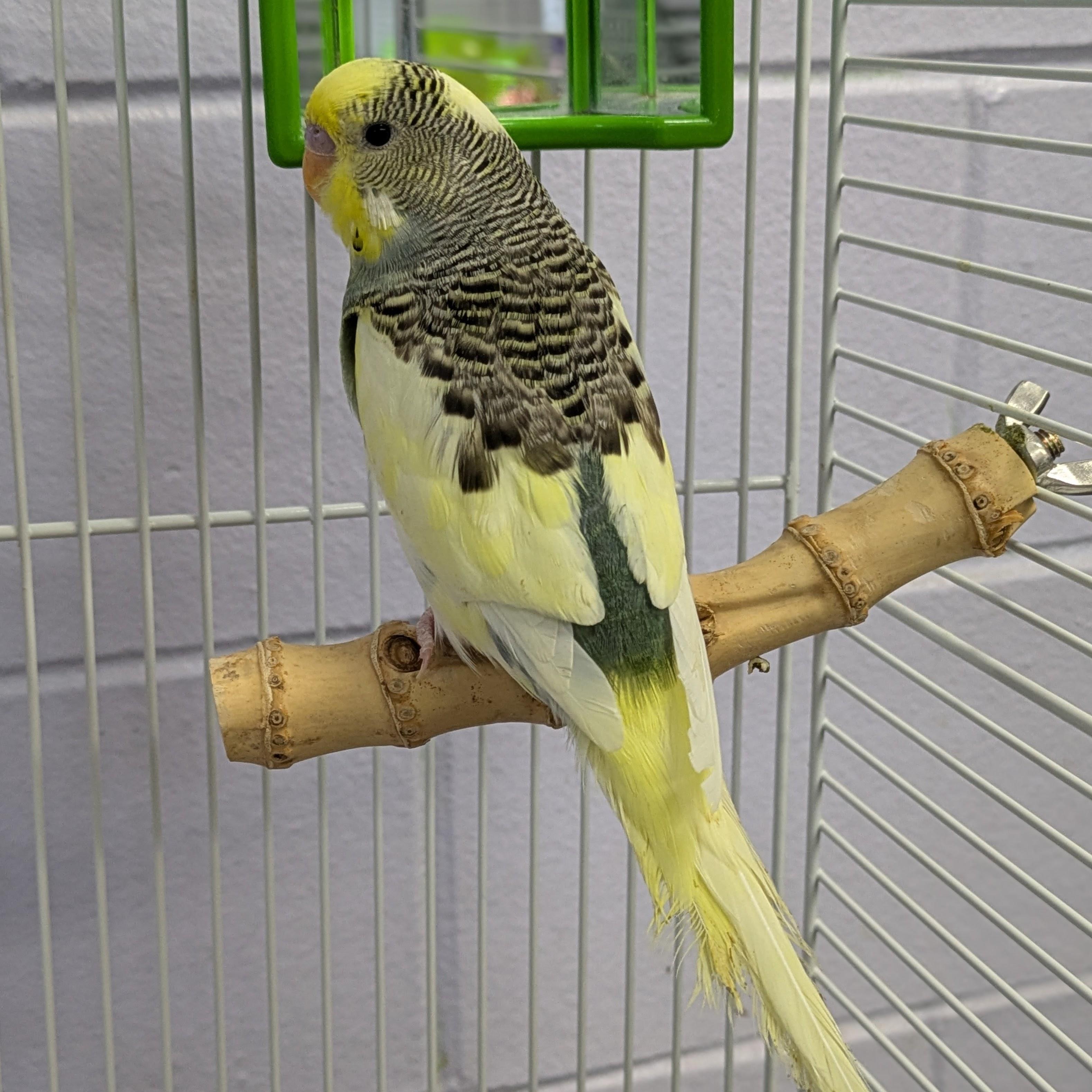 Enlarge Yellow, an adopted Parakeet (Other) in Syracuse, NY image 1/1