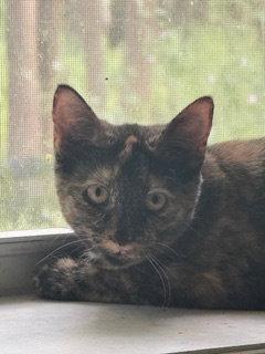 Serena (6562), a Adoptable Tortoiseshell in Wesley Chapel, FL image 2/3