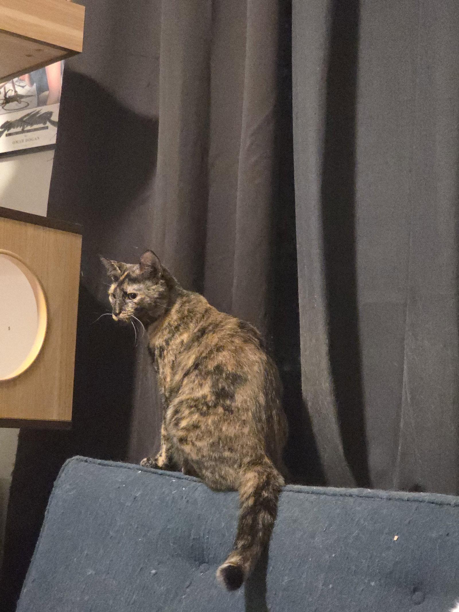 Serena (6562), a Adoptable Tortoiseshell in Wesley Chapel, FL image 3/3