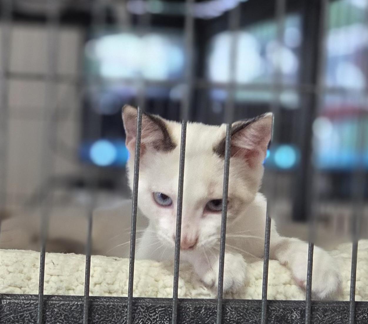 Loki Siamese Cat