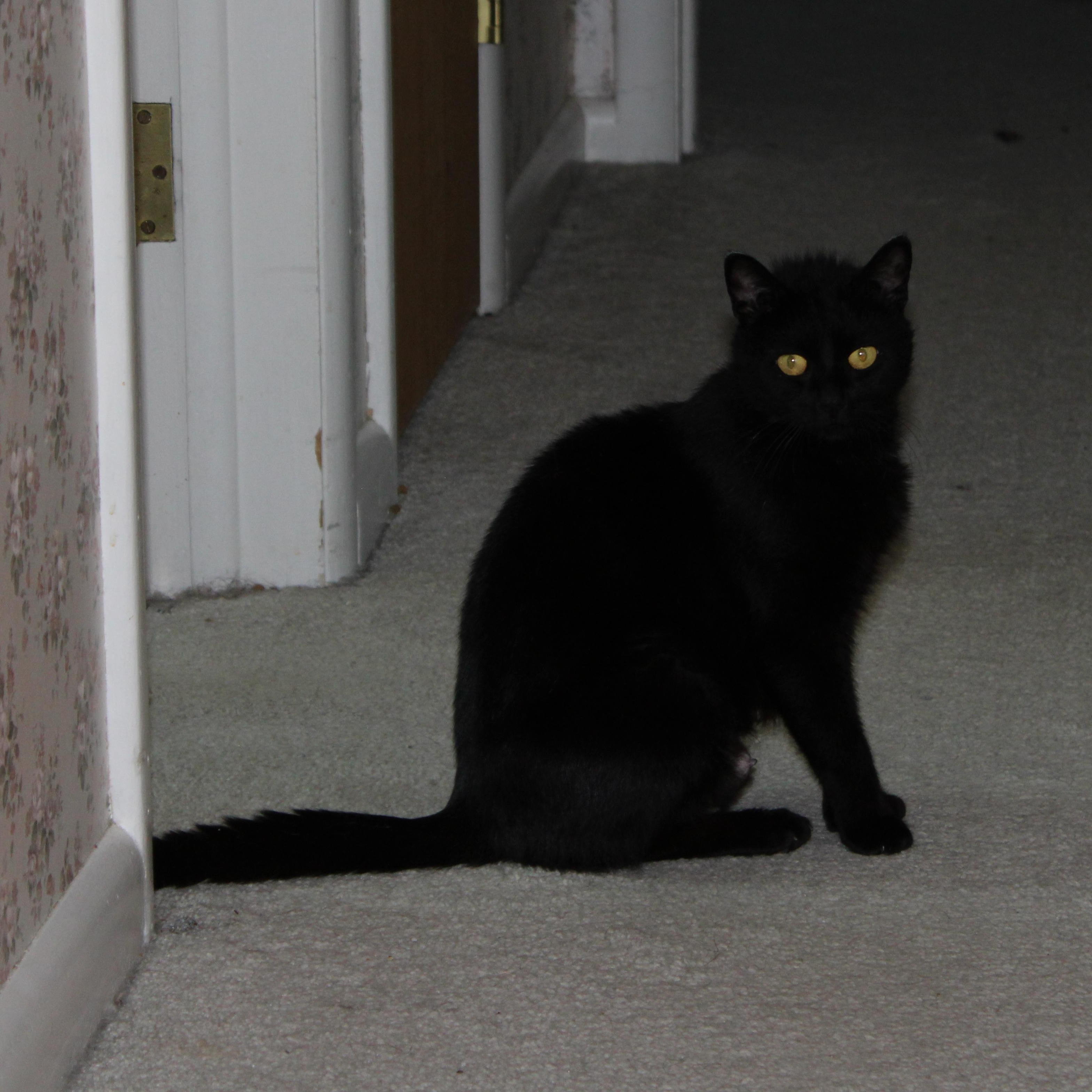 Skye, ADOPTABLE, Young Female Domestic Short Hair.