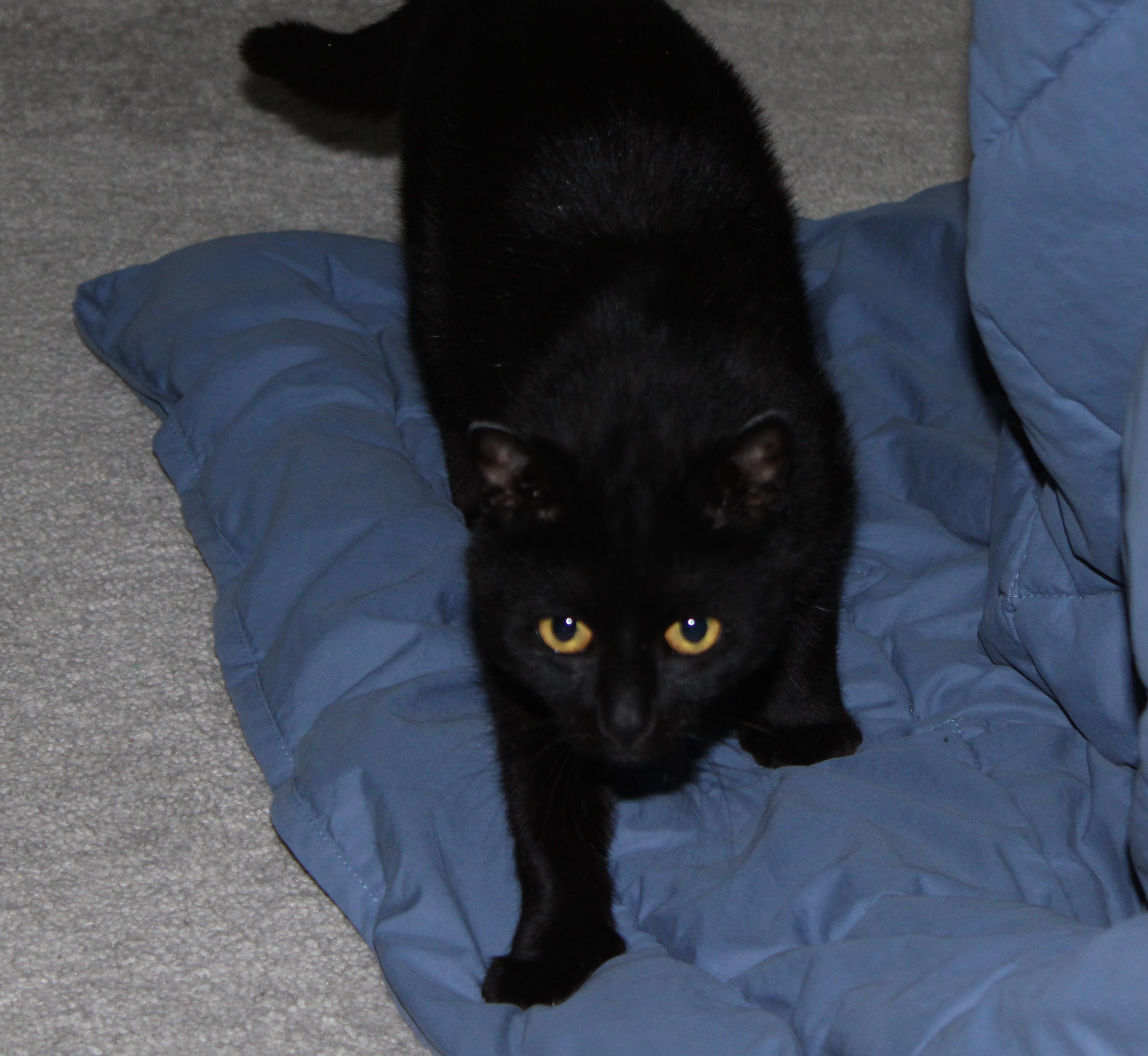 Enlarge Skye, a ADOPTABLE mixed breed in Schenectady, NY image 2/4