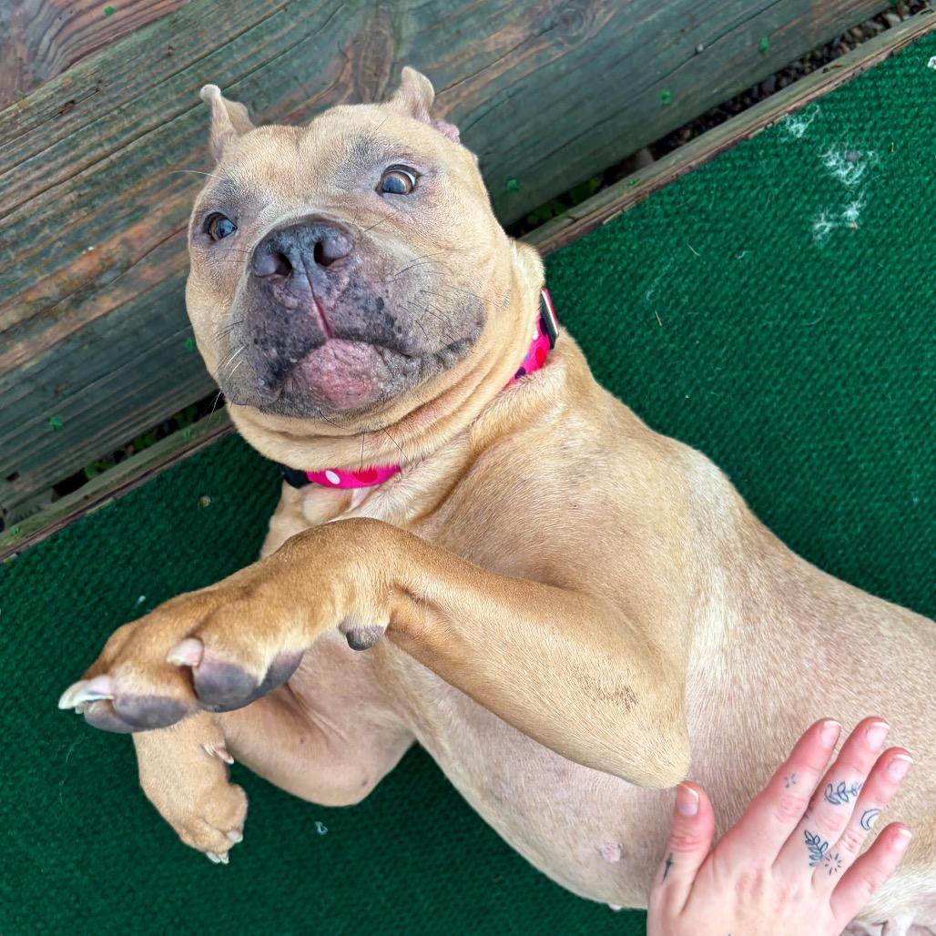Enlarge Ballerina, a Adoptable mixed breed in Binghamton, NY image 1/6