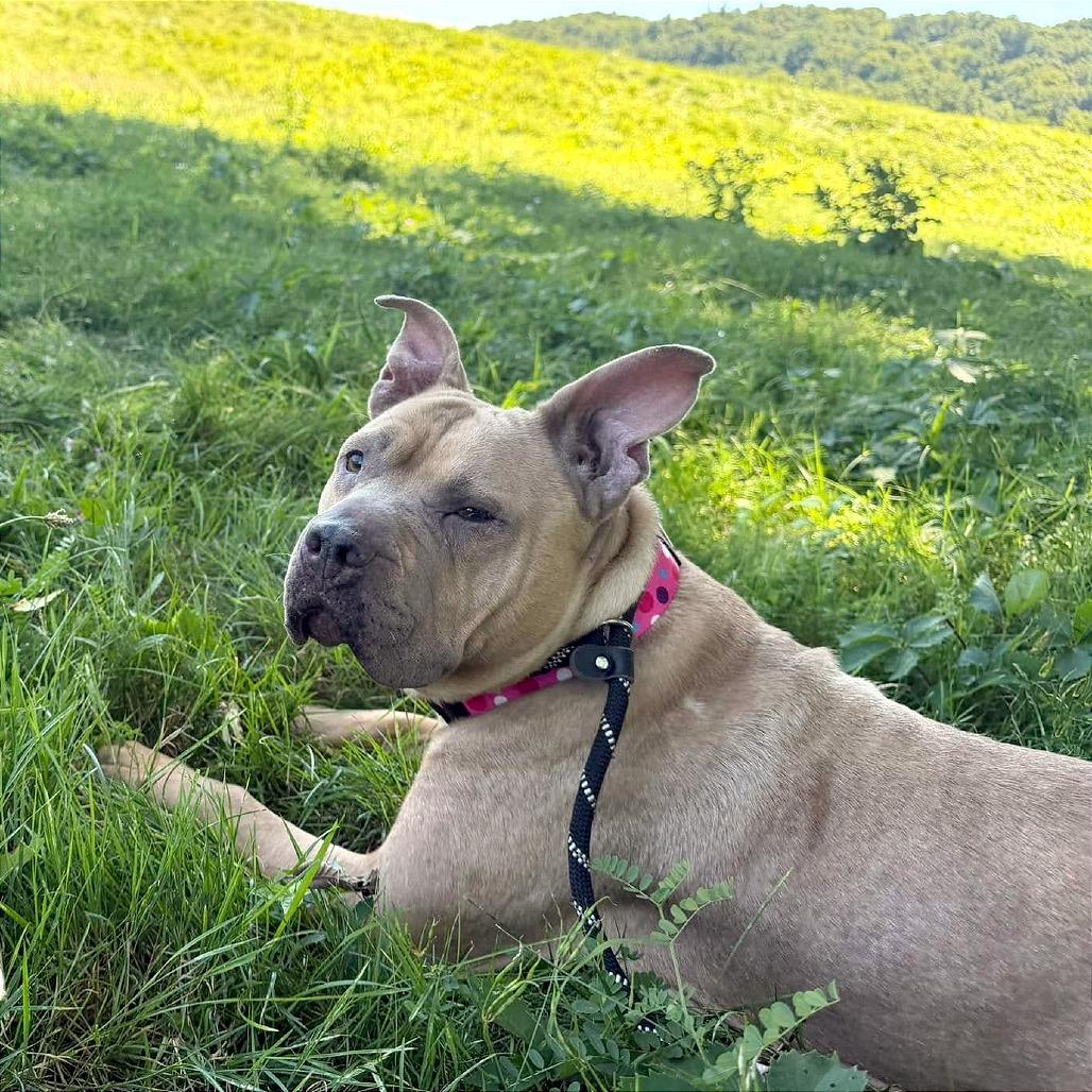 Enlarge Ballerina, a Adoptable mixed breed in Binghamton, NY image 2/6