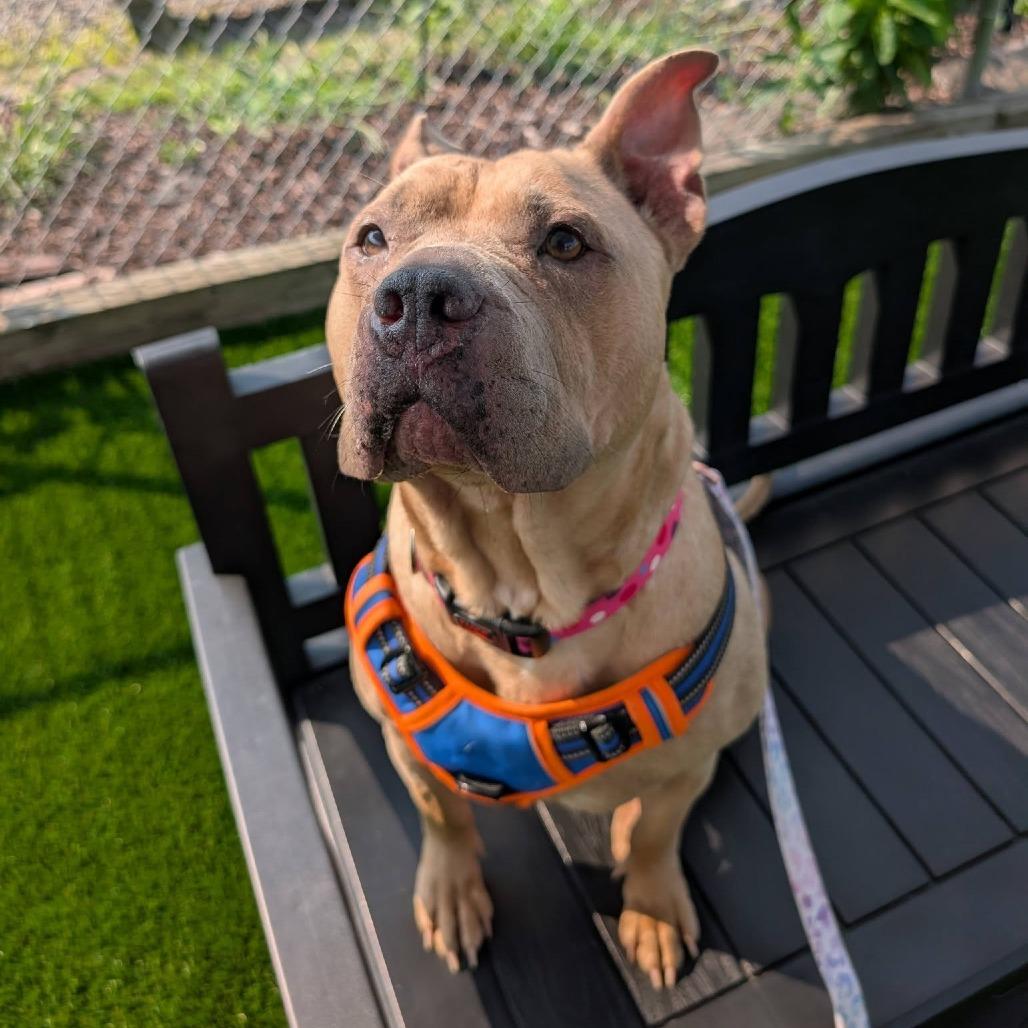 Enlarge Ballerina, a Adoptable mixed breed in Binghamton, NY image 3/6