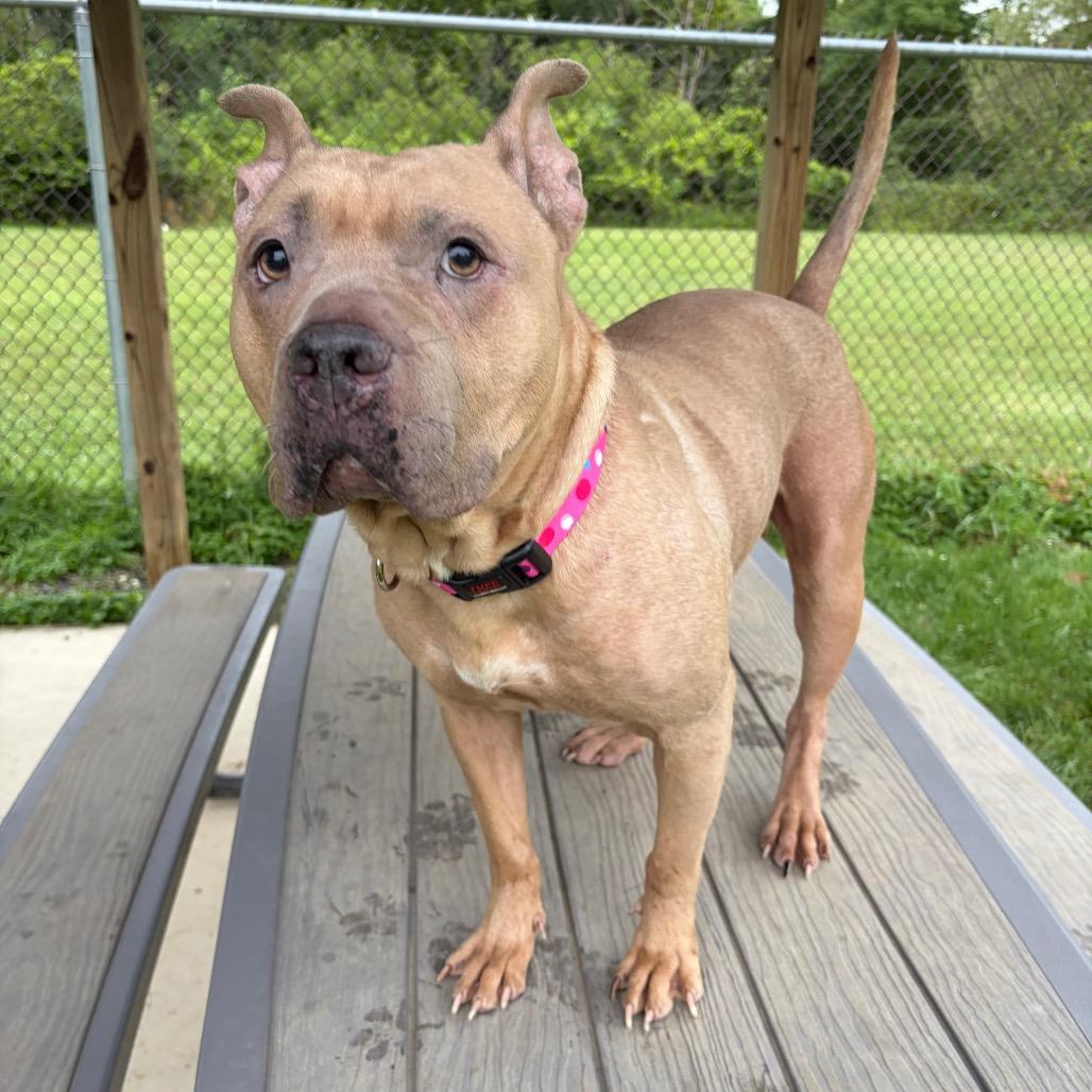 Enlarge Ballerina, a Adoptable mixed breed in Binghamton, NY image 4/6