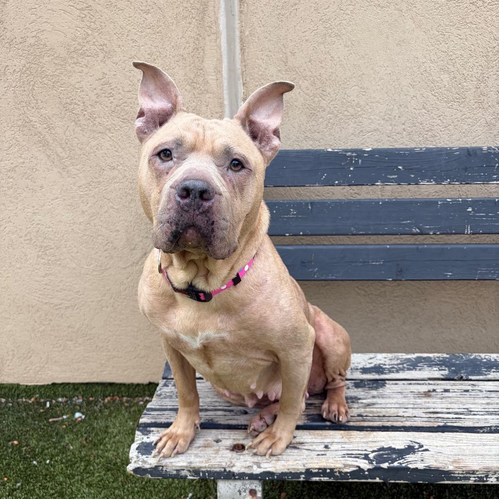 Enlarge Ballerina, a Adoptable mixed breed in Binghamton, NY image 6/6