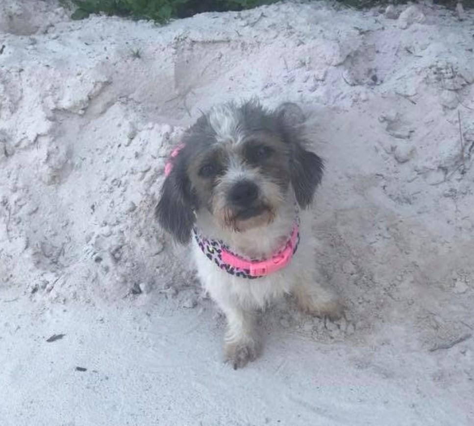 zzCourtesy Listing for Sasha and Chloe, Adoptable, Senior Female Shih Tzu.