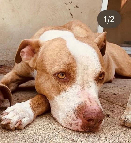 zzCourtesy Listing for Sasha and Chloe, a Adoptable Shih Tzu in New Rochelle, NY image 2/2