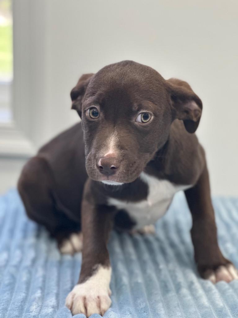 Enlarge Champ, a Adopted mixed breed in Cambridge, MD image 1/1