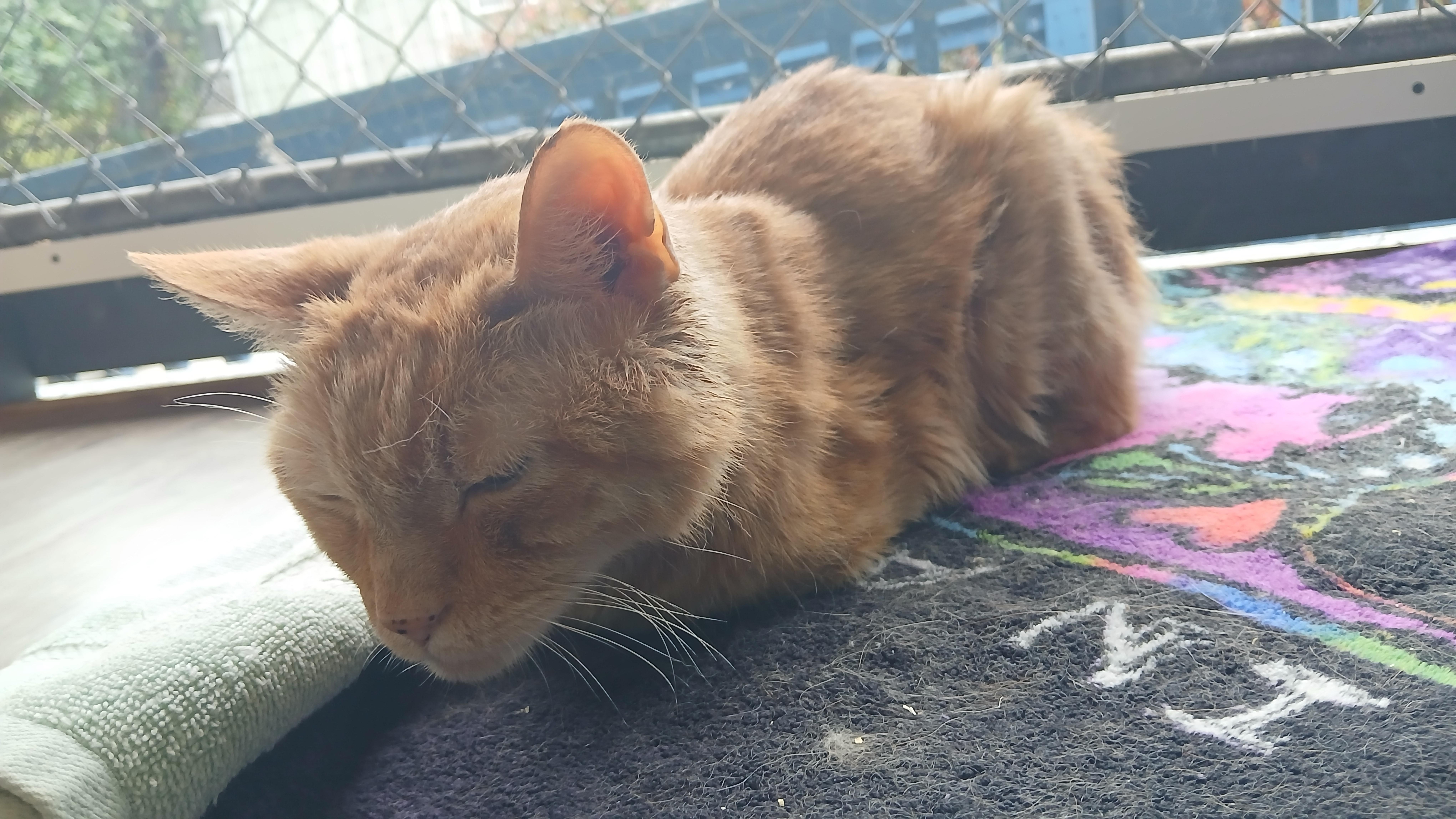 Enlarge Bob, a Adoptable Domestic Short Hair in Cullowhee, NC image 4/6