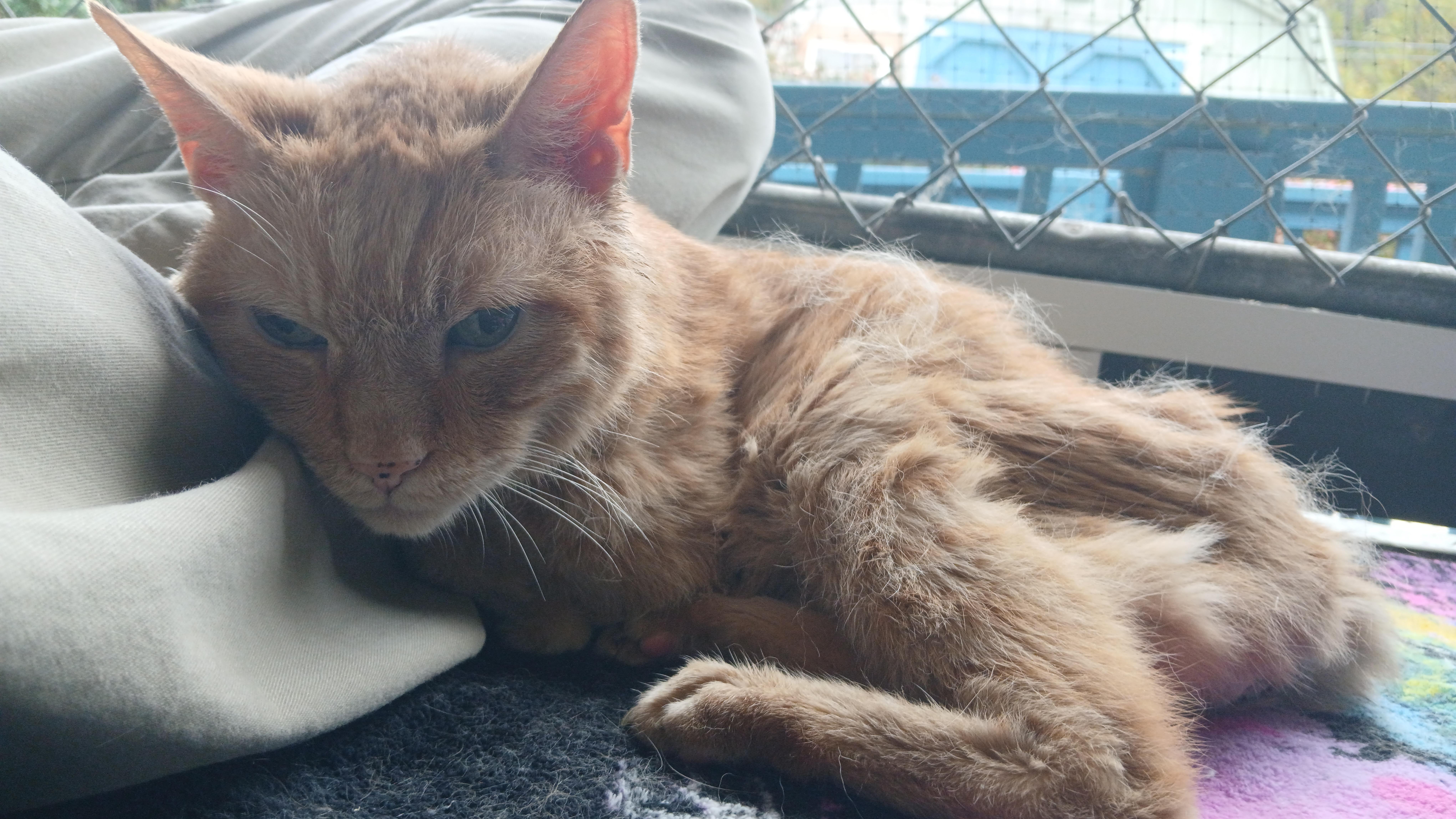 Enlarge Bob, a Adoptable Domestic Short Hair in Cullowhee, NC image 6/6