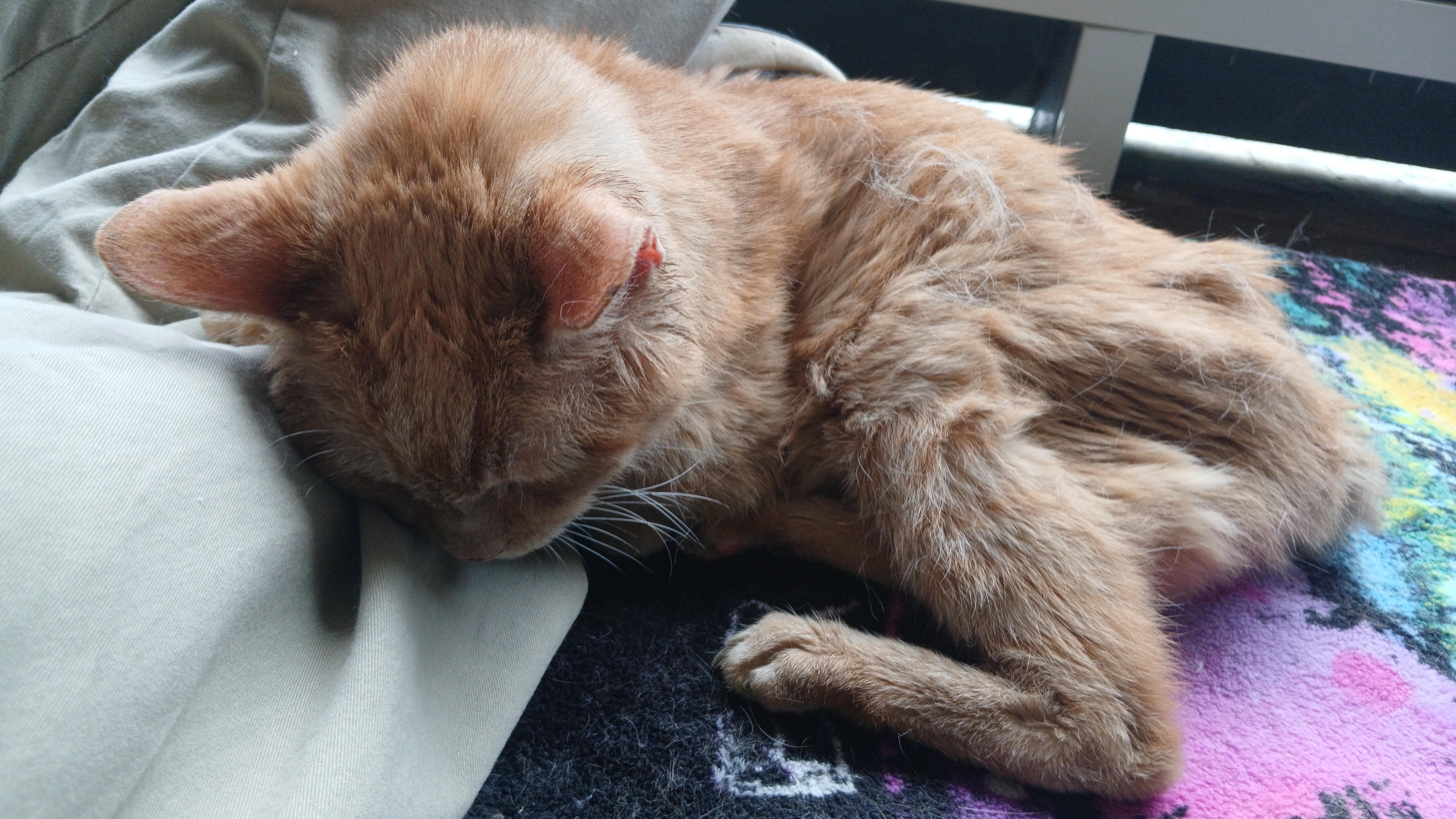 Enlarge Bob, a Adoptable Domestic Short Hair in Cullowhee, NC image 2/6