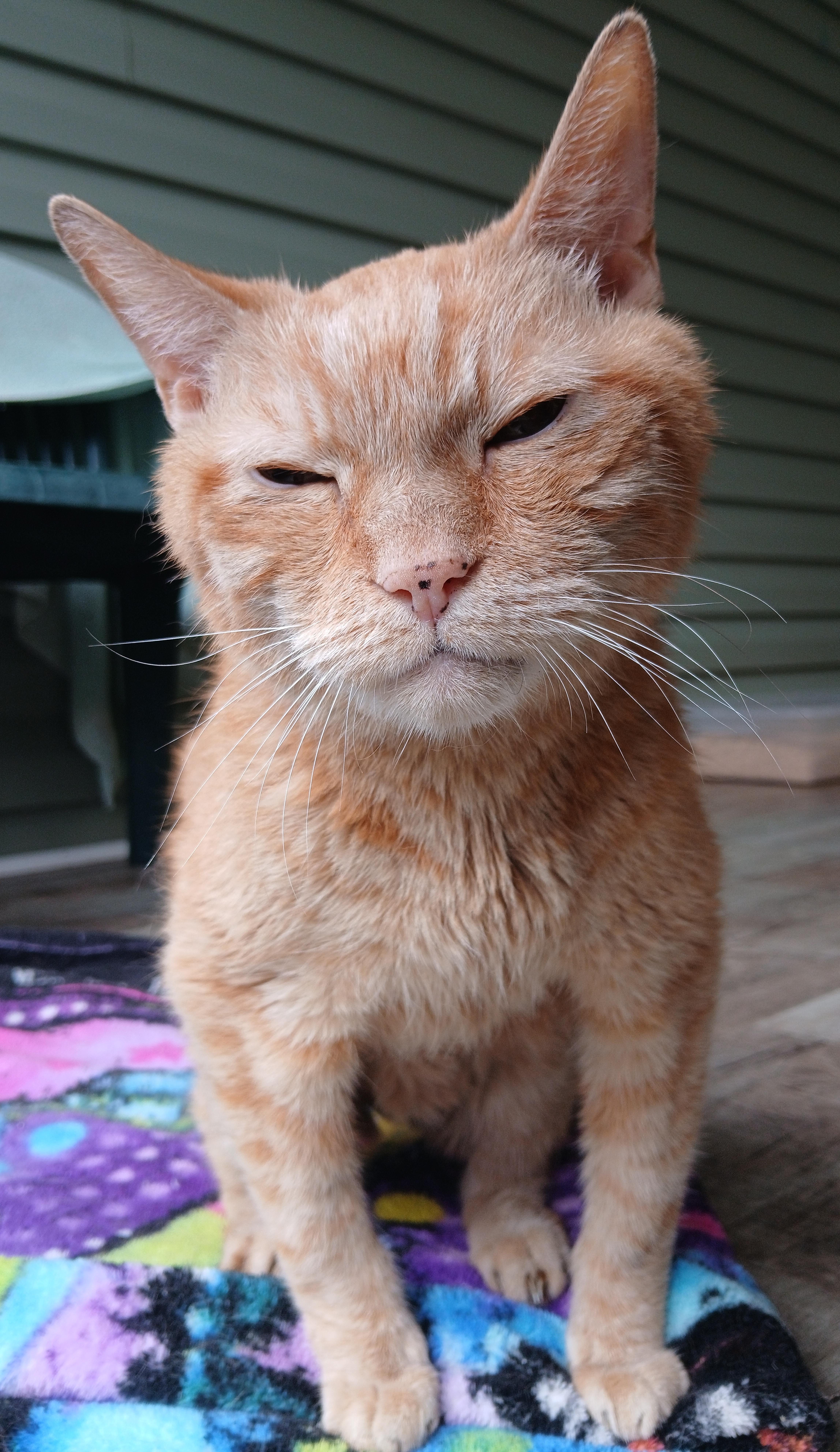 Enlarge Bob, a Adoptable Domestic Short Hair in Cullowhee, NC image 5/6