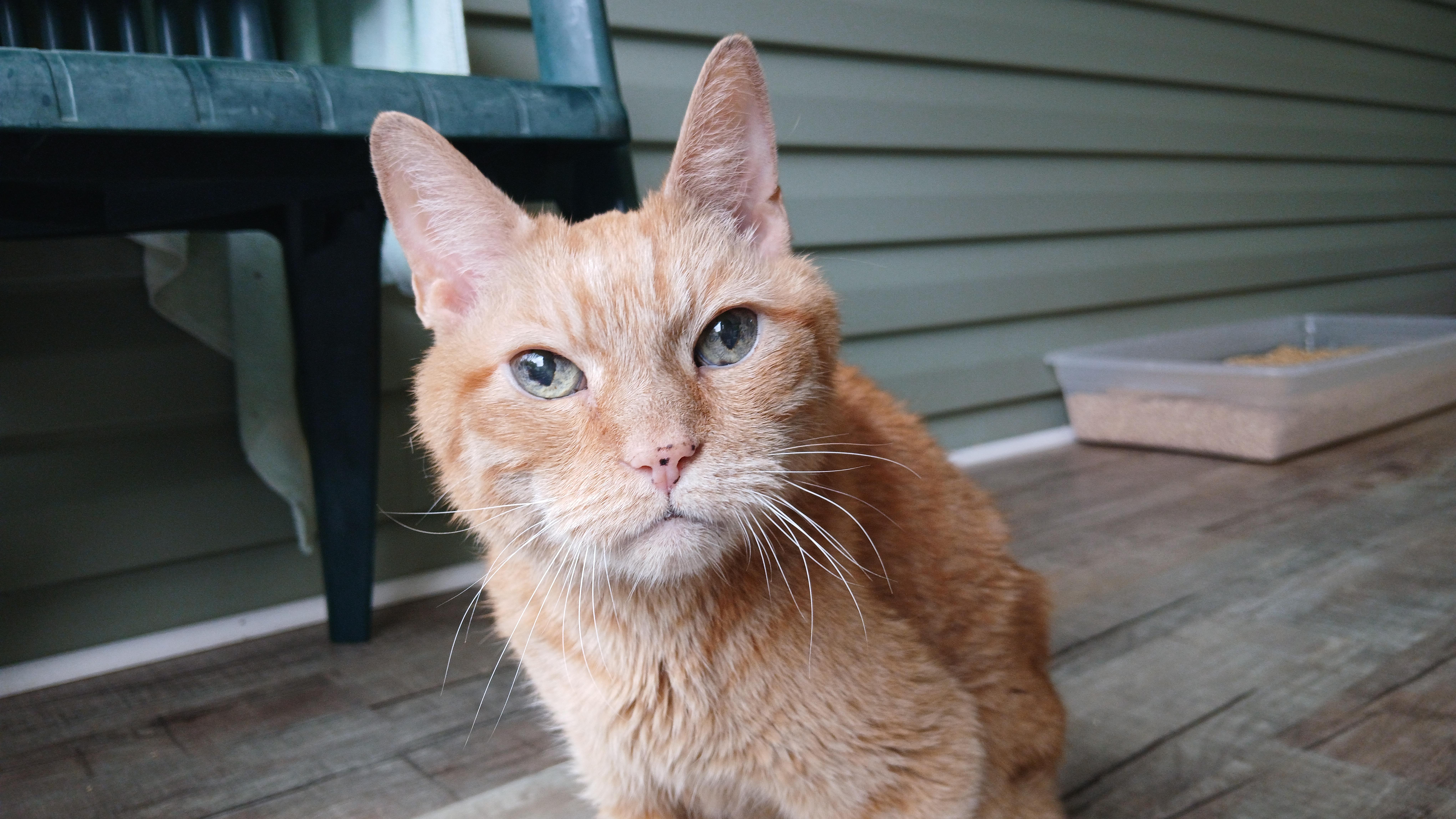 Enlarge Bob, a Adoptable Domestic Short Hair in Cullowhee, NC image 3/6