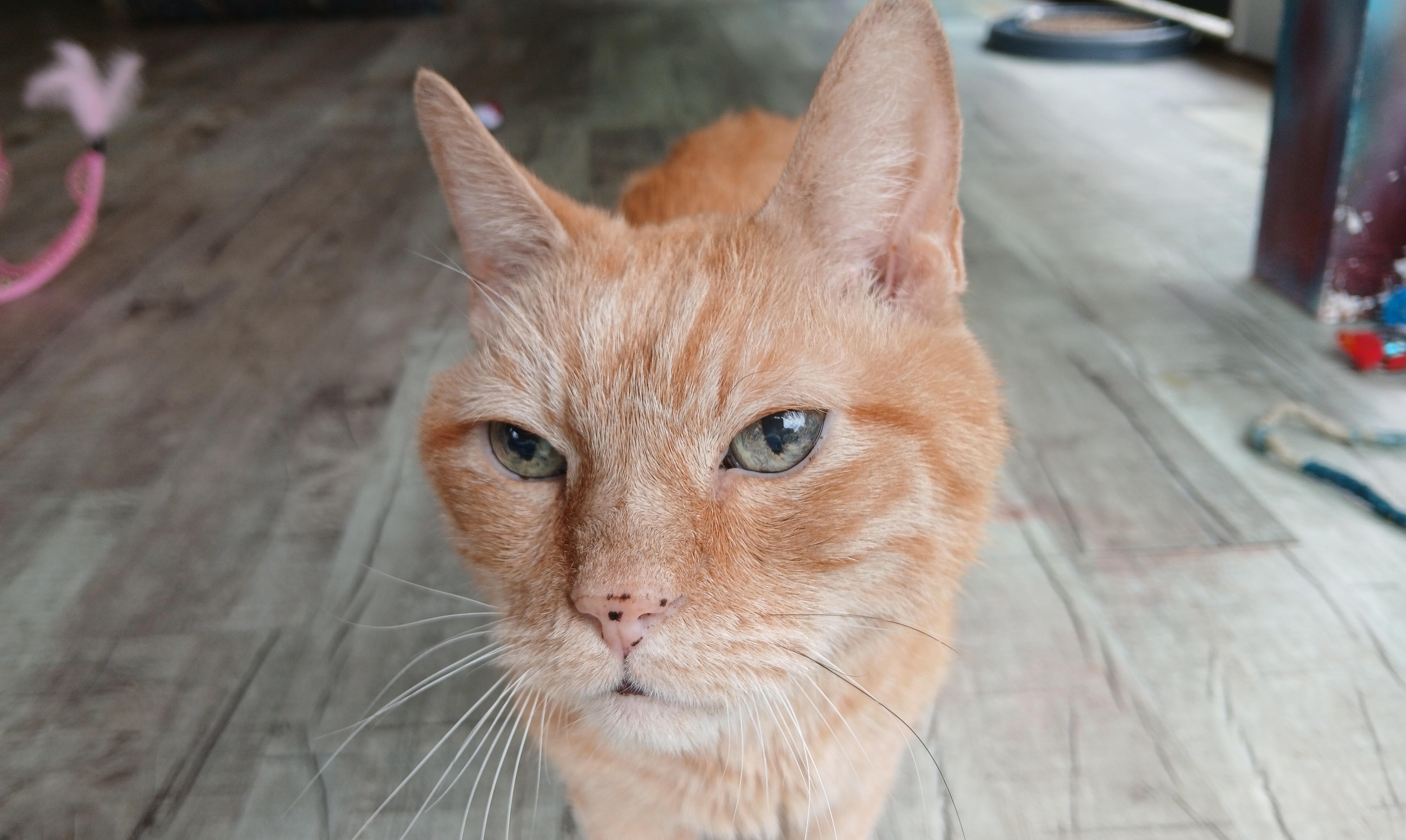 Enlarge Bob, a Adoptable Domestic Short Hair in Cullowhee, NC image 1/6