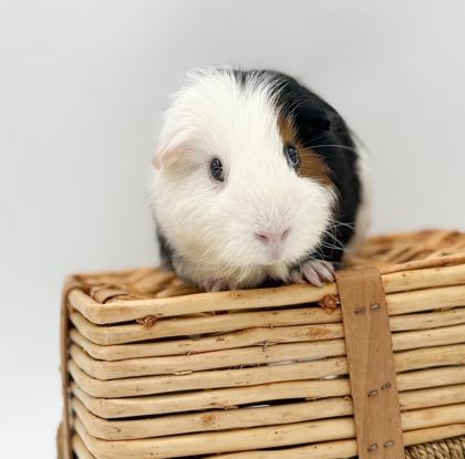 DJ & Dumbledore, Adoptable, Adult Male Guinea Pig & Guinea Pig.