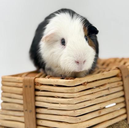 Enlarge DJ & Dumbledore, a Adoptable mixed breed in Bowling Green, KY image 2/3
