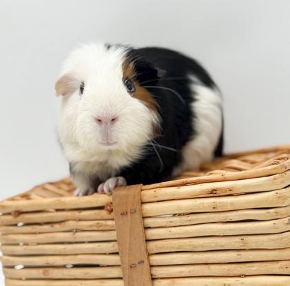 Enlarge DJ & Dumbledore, a Adoptable mixed breed in Bowling Green, KY image 3/3