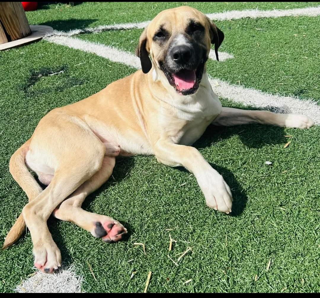 Dale, a Adopted mixed breed in Mayflower, AR image 1/2