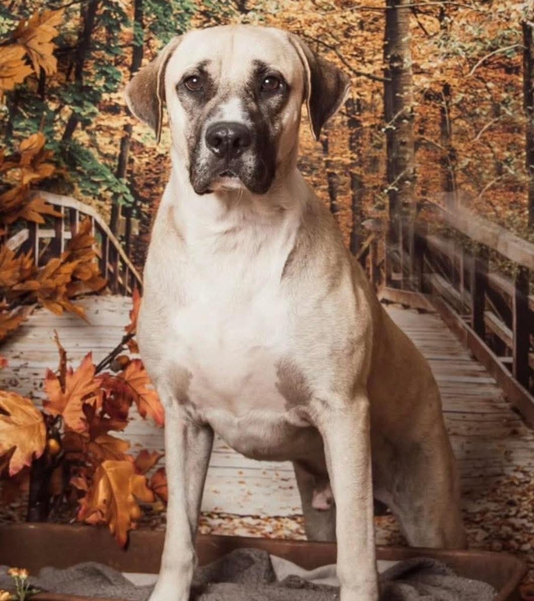 Dale, a Adopted mixed breed in Mayflower, AR image 2/2