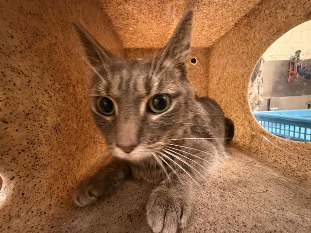 Enlarge BOO, a Adoptable Domestic Short Hair in West Valley City, UT image 1/1