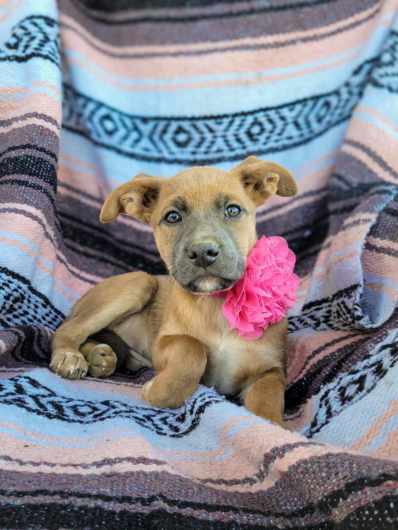 Cocoa